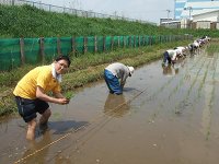 田植え